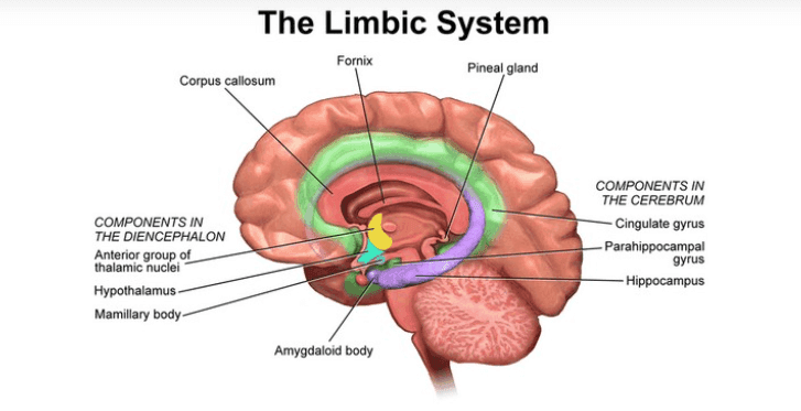 The limbic system