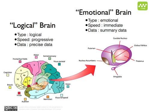 Rational versus emotional brain