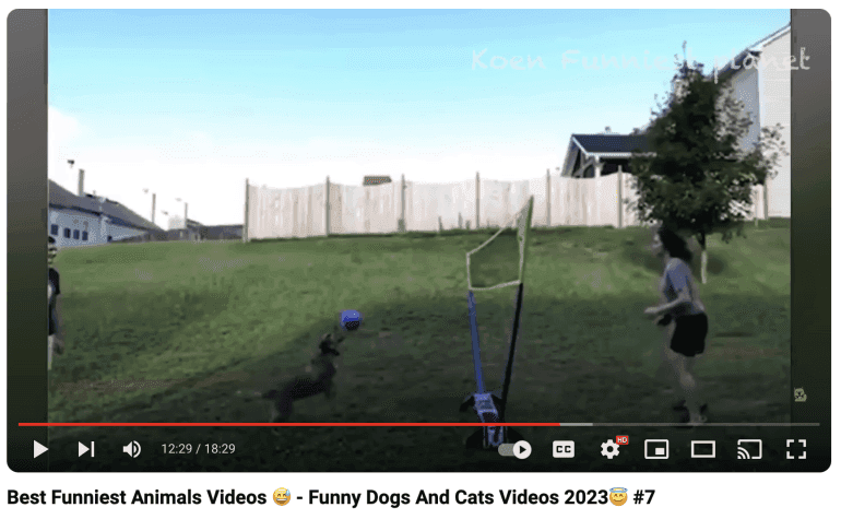 Best Funniest Animal Videos YouTube video preview