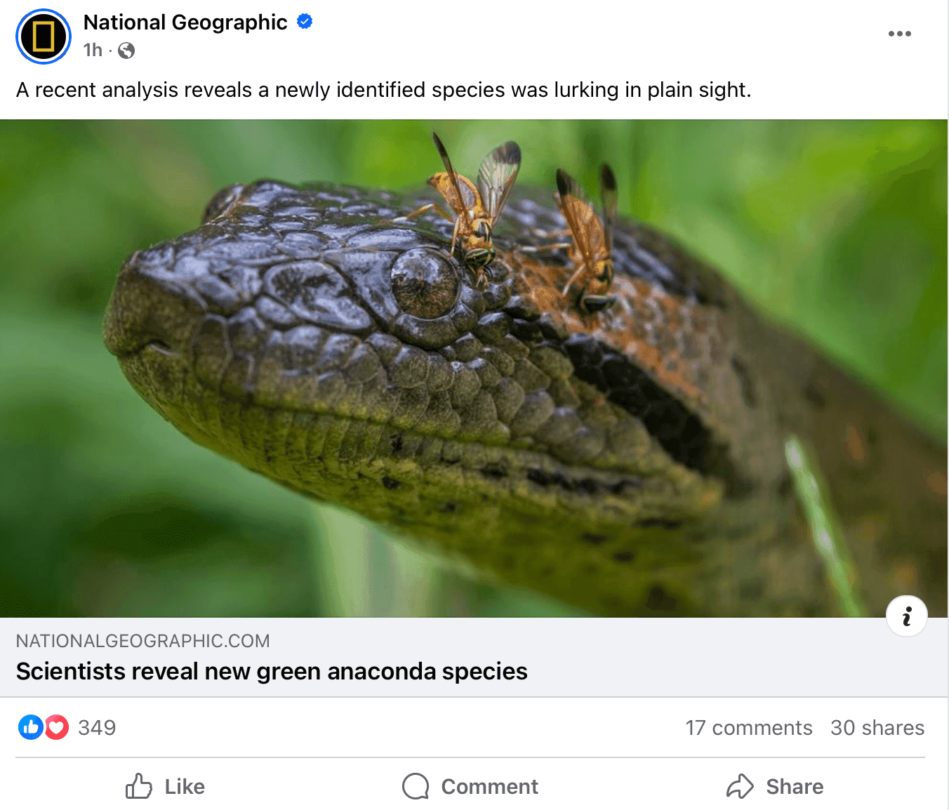 National Geographic Facebook post about newly identified species