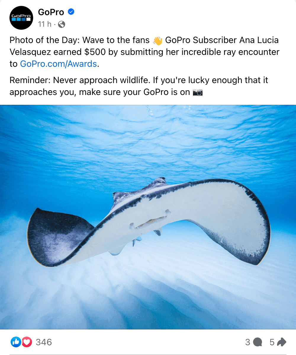 GoPro Facebook post of a stingray