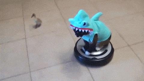 Duck chasing cat in shark costume on Roomba.